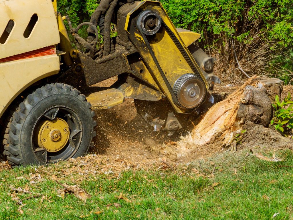 A stump is shredded with removal, grinding the stumps and roots into small chips A stump is shredded with removal, grinding the stumps and roots into small chips